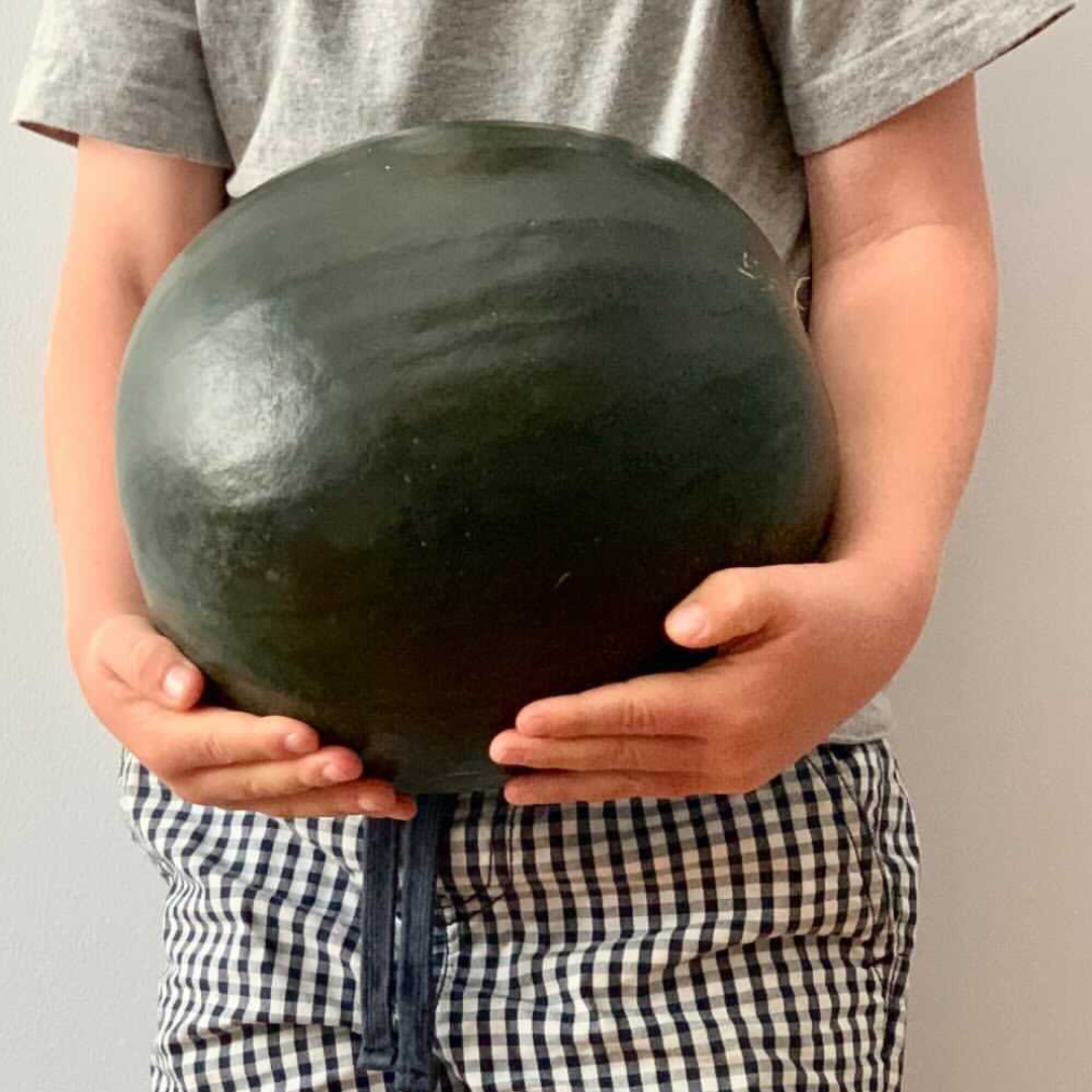 Buy Watermelon - Cannonball Online NZ